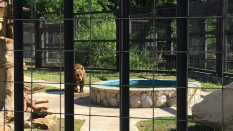 Медведи в Воронежском зоопарке стали чаще купаться в бассейне из-за жары
