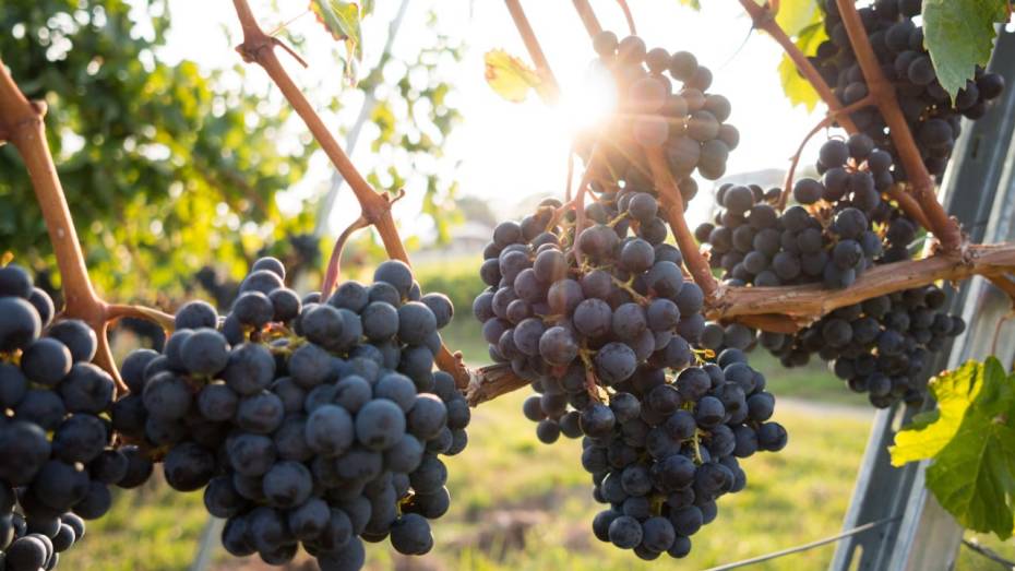 В Воронежской области планируют производить 30 тыс литров красного и белого вина в год