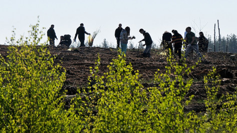 Жители Воронежской области посадили 708 тыс деревьев в ходе акции «Лес Победы»