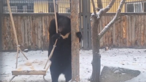 В Воронежском зоопарке впервые вышла на прогулку гималайская медведица Пуша: видео