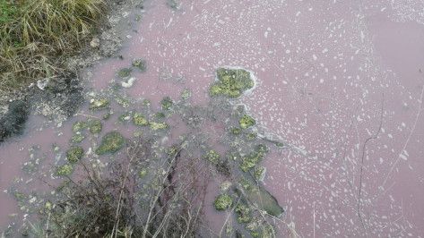 Эксперты назвали розовые жидкие отходы возле воронежского села малоопасными