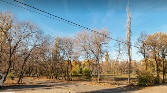 Двоих воронежцев госпитализировали после падения ветки в Южном парке