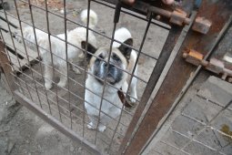 Проект собачьего приюта на 250 голов в Воронеже обойдется в 4 млн рублей