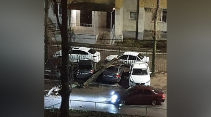 В Воронеже количество упавших деревьев возросло до 63