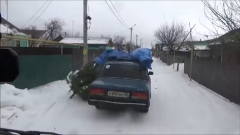Под Воронежем полиция поймала попавшего на видео похитителя сосен