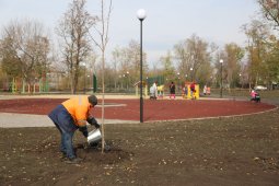 Мэрия Воронежа подготовилась к высадке деревьев и кустарников в декабре