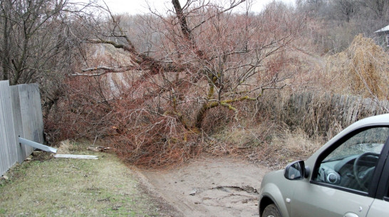 В Новохоперске упавшее дерево парализовало движение на дороге