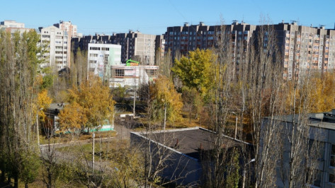 В Воронеже до конца осени посадят более 2,5 тыс деревьев