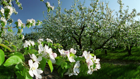 Власти Воронежа займутся развитием территории бывших яблоневых садов