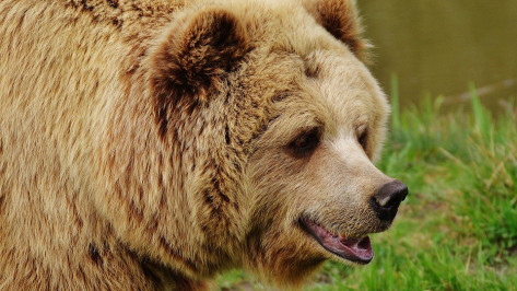 Под Воронежем ветеринары взяли на экспертизу часть тела напавшего на пенсионера медведя