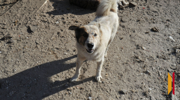 В Воронеже после нападения бродячей собаки на девочку возбудили уголовное дело