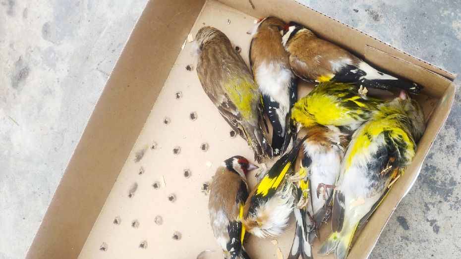 О состоянии изъятых у торговцев-браконьеров «благовещенских» птиц рассказали в Воронеже