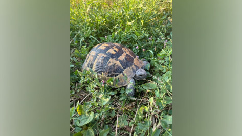 В воронежском селе обнаружили одиноко разгуливающую 30-летнюю средиземноморскую черепаху