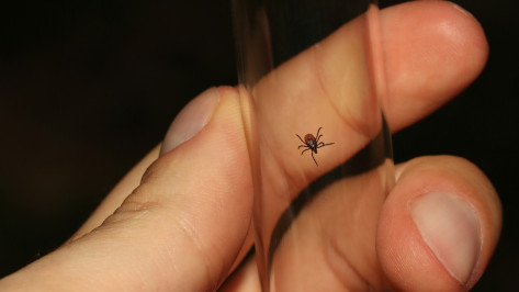 С начала сезона от укусов клещей пострадали почти 2 тыс воронежцев