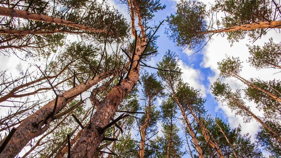 Воронежские лесоводы пересчитали самые «взрослые» деревья