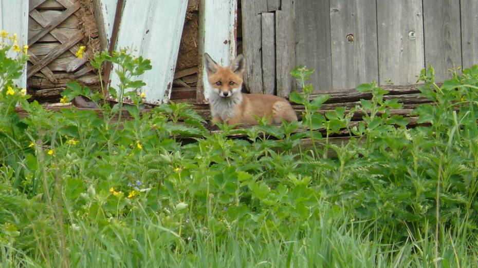 В Грибановском районе ввели карантин по бешенству из-за лисы