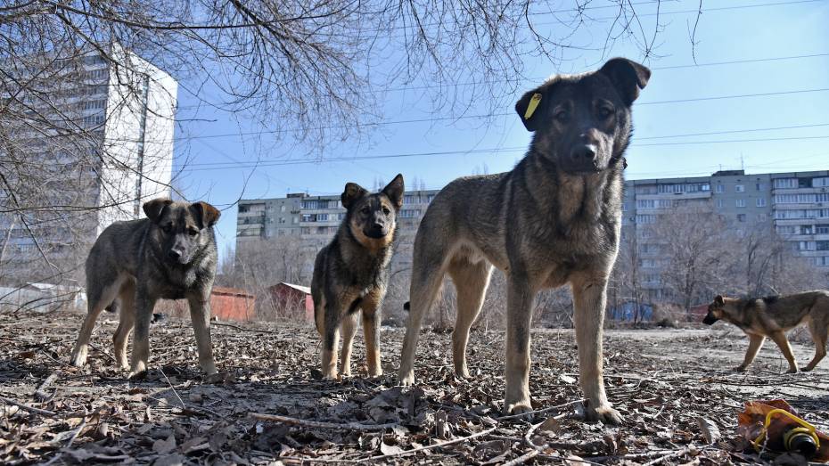 В Воронежской области в 2024 году заложат больше средств на работу с бездомными животными