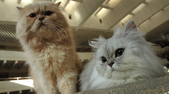 В рейтинге лучших городов для домашних питомцев Воронеж уступил Челябинску и Уфе