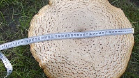 В нижнедевицком парке вырос огромный гриб