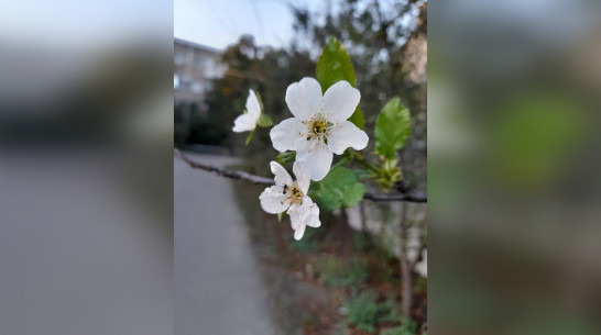 В Подгоренском районе в сентябре зацвела вишня