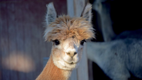 Под Воронежем за 21 млн рублей продаются 30 альпак