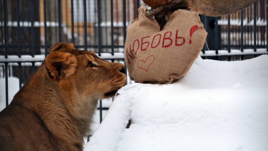 В Воронежском зоопарке питомцам раздали валентинки