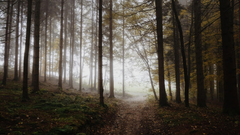 В Воронежской области нашли пенсионерку из пансионата, которая ушла за грибами и потерялась