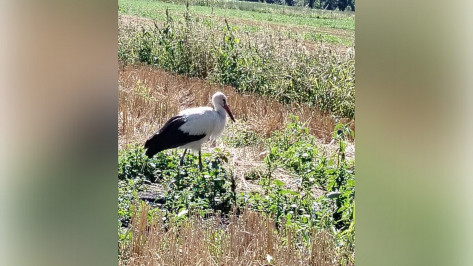 Уход как за маленьким ребенком: как многодетная мама из Панино выхаживает аиста