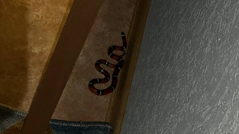 Жительница воронежского ЖК «Озерки» обнаружила в квартире змею