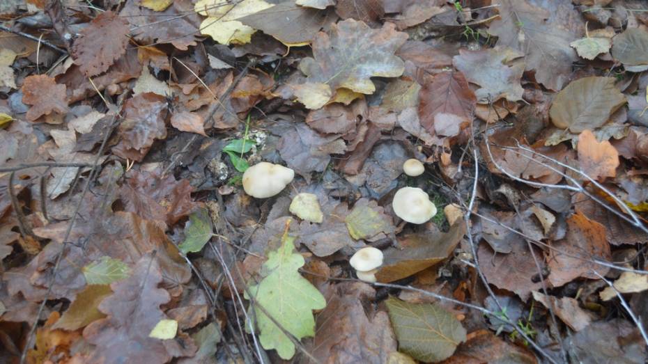 В Воронежской области семья из 3 человек отравилась грибами