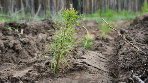 Под Воронежем суд обязал ленившийся 17 лет лесхоз посадить лес