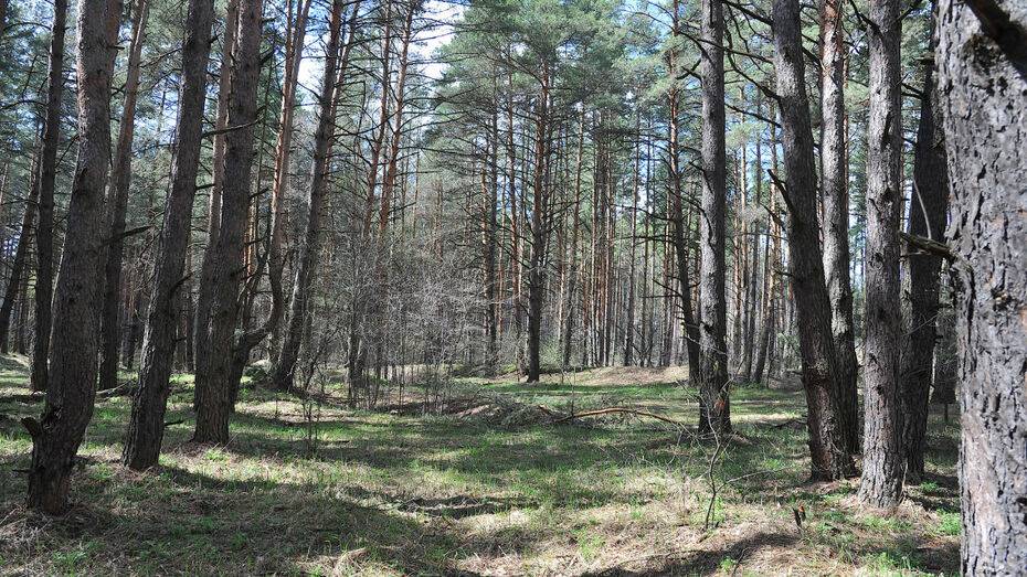 В лесополосе у воронежского села Софьинка нашли мертвым 17-летнего подростка