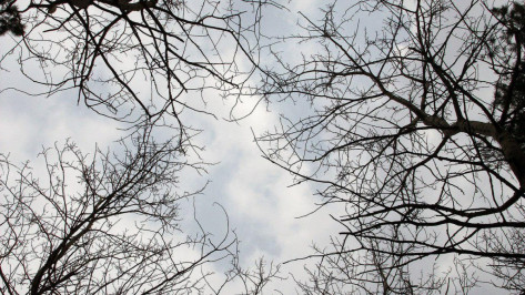 В Воронежской области в лесу нашли тело 80-летнего мужчины