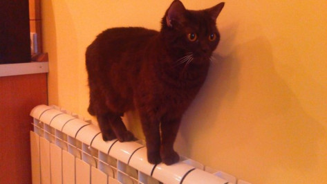 В Воронеже ремонтники вернули тепло в 17 домов Ленинского района