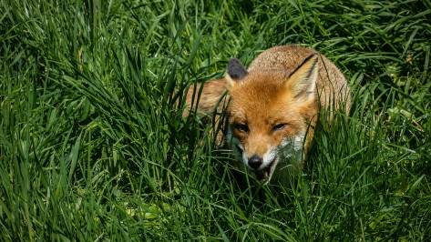 Из-за бешеной лисицы в воронежском СНТ ввели карантин