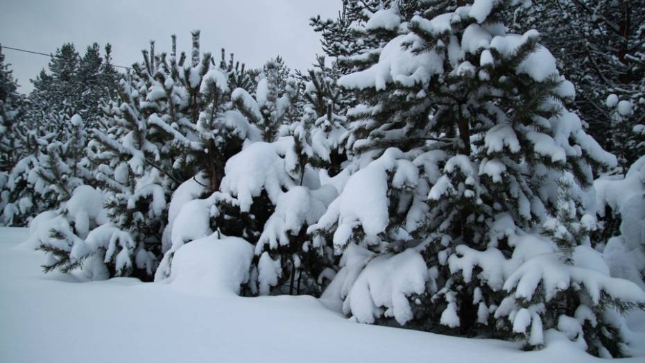 Многодетные семьи Воронежской области получат в подарок новогодние сосны