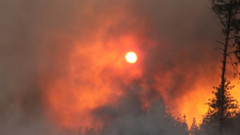 Аномально жаркий сентябрь принес Воронежской области 865 ландшафтных пожаров