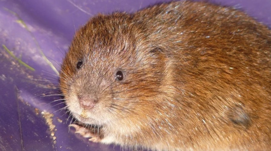 Санврачи забили тревогу из-за всплеска «мышиной» лихорадки в Воронежской области