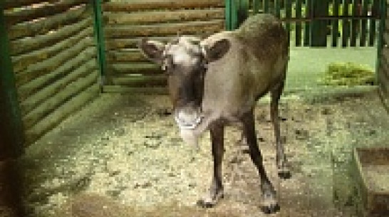 Воронежской оленихе Кате привезли жениха с Ямала