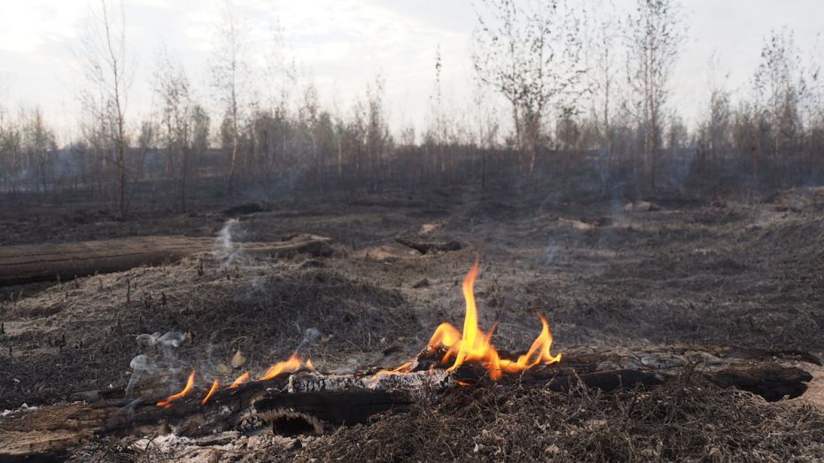 Чрезвычайная пожароопасность установилась почти по всей Воронежской области