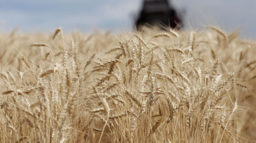 Воронежским аграриям выделят дополнительные субсидии