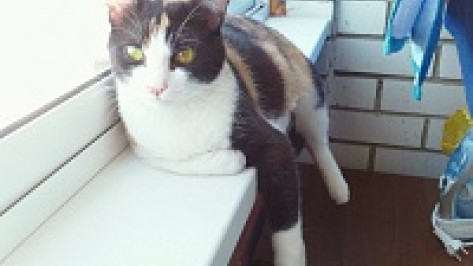 В Воронеже с третьего этажа выпал 5-летний мальчик, полезший на карниз за кошкой 