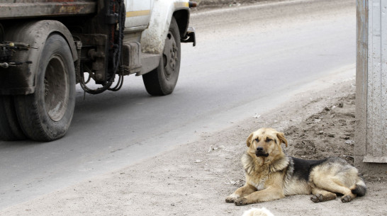 В Воронеже отравительница собак из Березовой Рощи объяснила, почему ненавидит животных