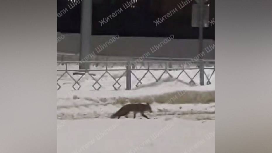 В воронежском микрорайоне Шилово заметили лисицу