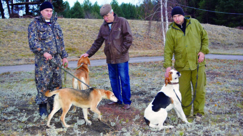 В Калаче прошли полевые испытания охотничьих собак