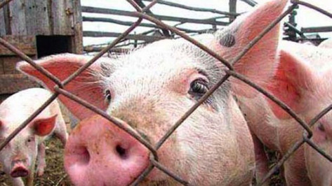 В Богучарском районе подтвердилась вспышка африканской чумы свиней