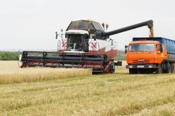 Воронежская область стала первой в ЦФО по объему произведенной сельхозпродукции