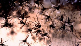 В районе Воронежской области число пострадавших от нашествия комаров детей выросло до 33
