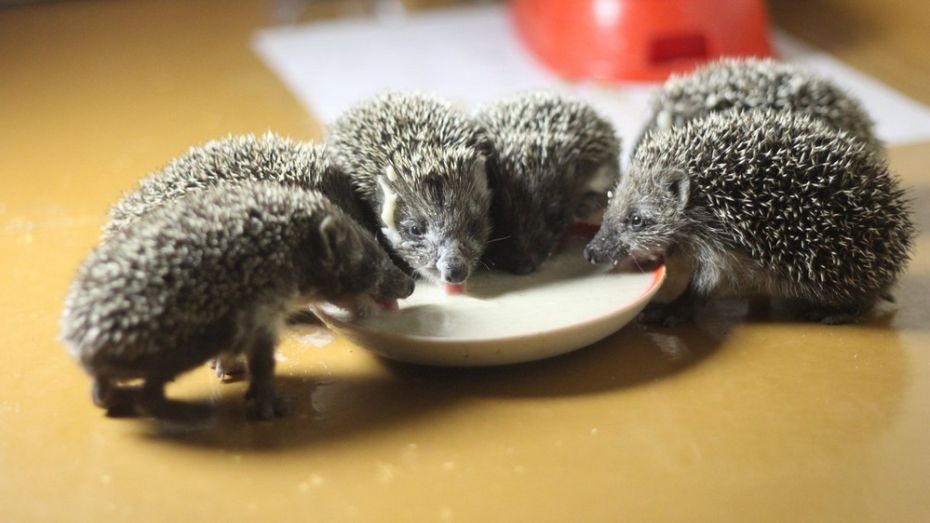 еж ежиха ежонок для детей. ежики 6. статуэтка ежик. стадо ежей. обыкновенный ёж.