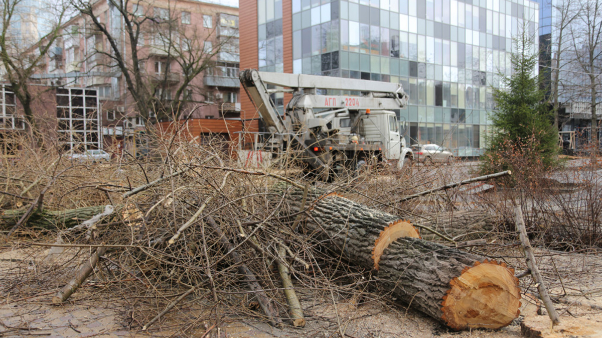 Вырубка деревьев в городе. Вырубка деревьев. Вырубленные деревья. Вырубка деревьев в москве. Вырубка деревьев в москве.